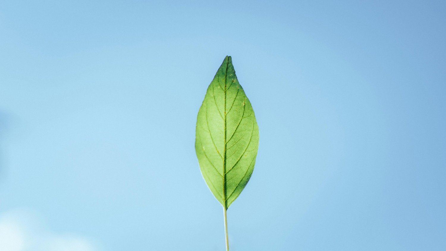 Groene & Milieuvriendelijke Schoonmaak